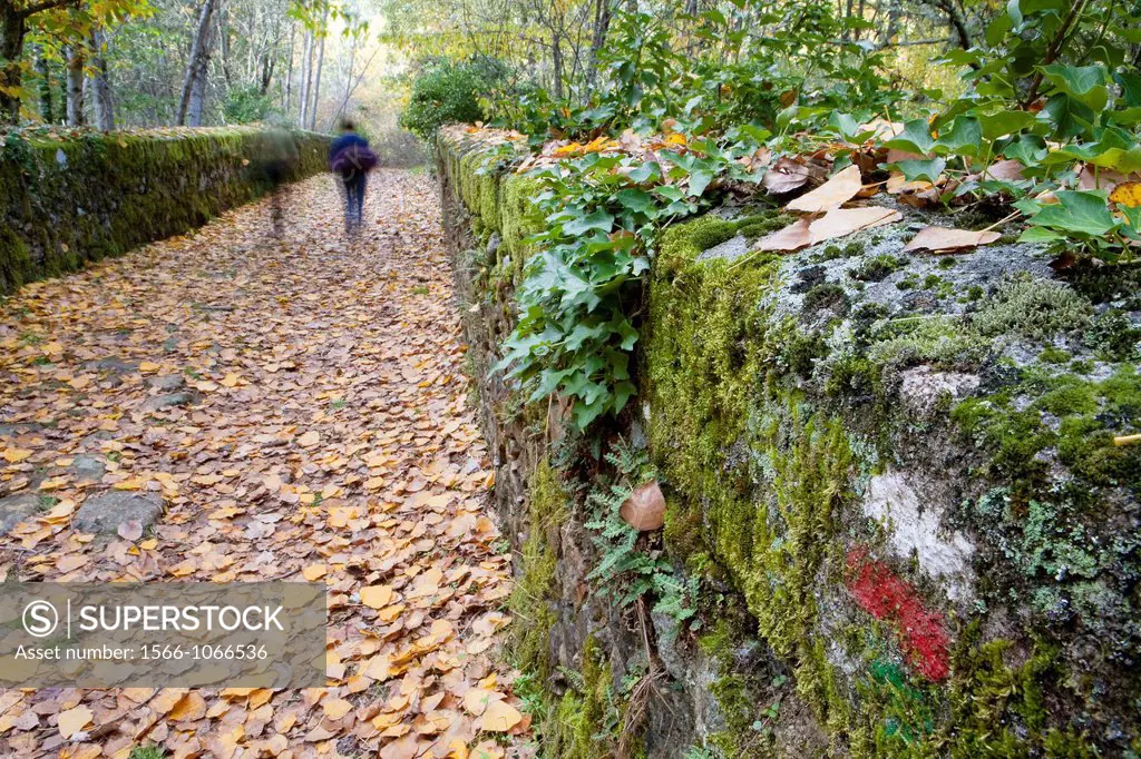 People walking a GR footpath over a old stone bridge in a forest in autumn  Sierra de Francia  Biosphere Reserve of Sierra de Béjar and Francia, in Mo...