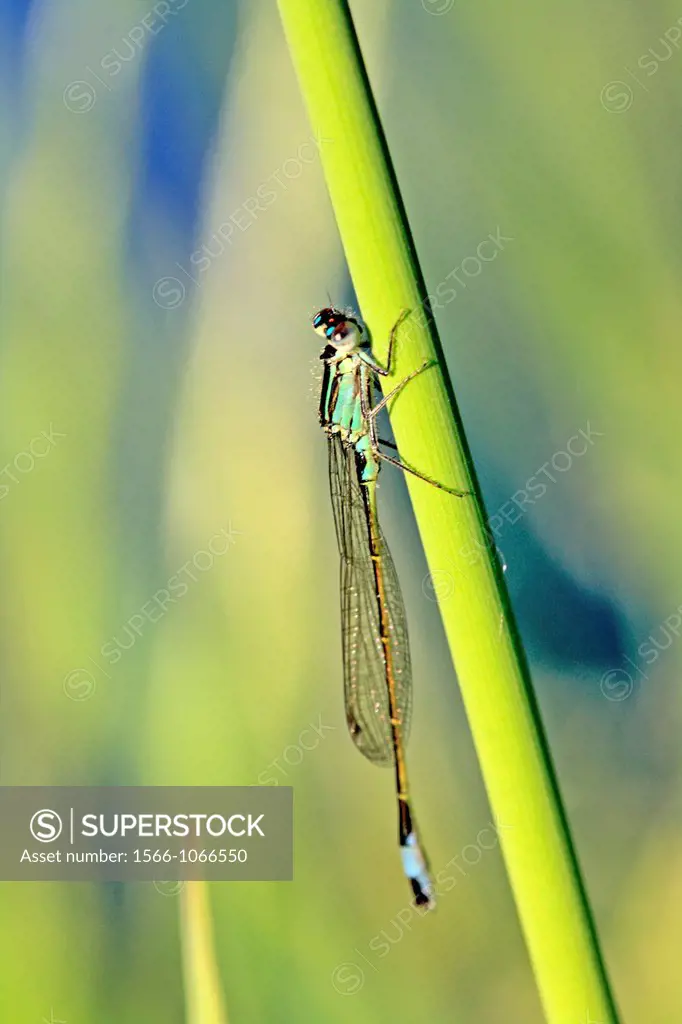 Blue-tailed Damselfly, Ischnura elegans  Male hangs on grass