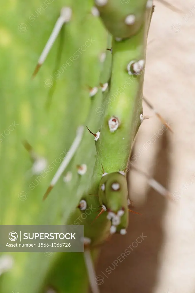 Prickly Pear Opuntia ficus-indica.