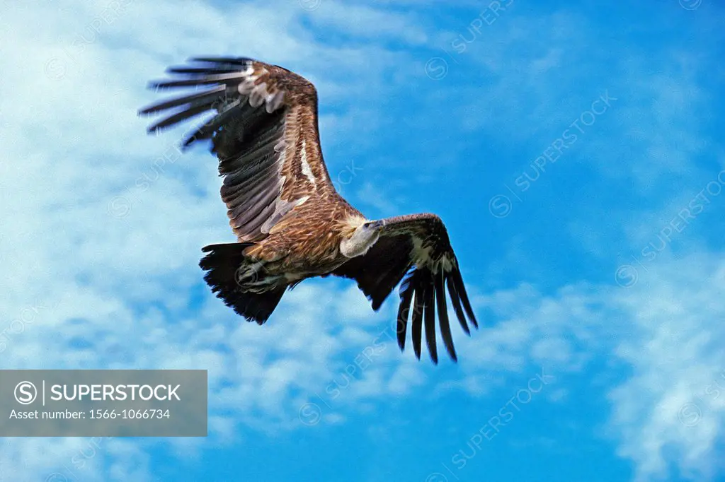 Ruppell´s Vulture, gyps rueppelli, Adult in Flight against Blue Sky, Masai Mara park in Kenya
