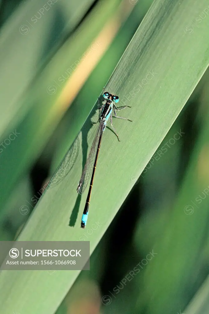 Blue-tailed Damselfly, Ischnura elegans  Male hangs on grass