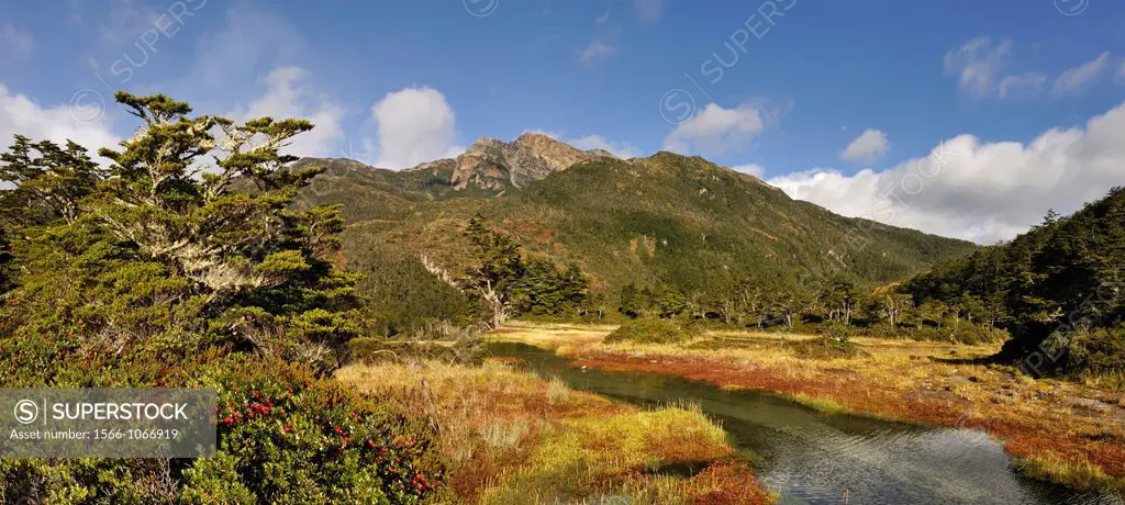 gaultheria mucronata shrub foreground, Ainsworth Bay, Alberto de Agostini National Park, Tierra del Fuego, Patagonia, Chile, South America