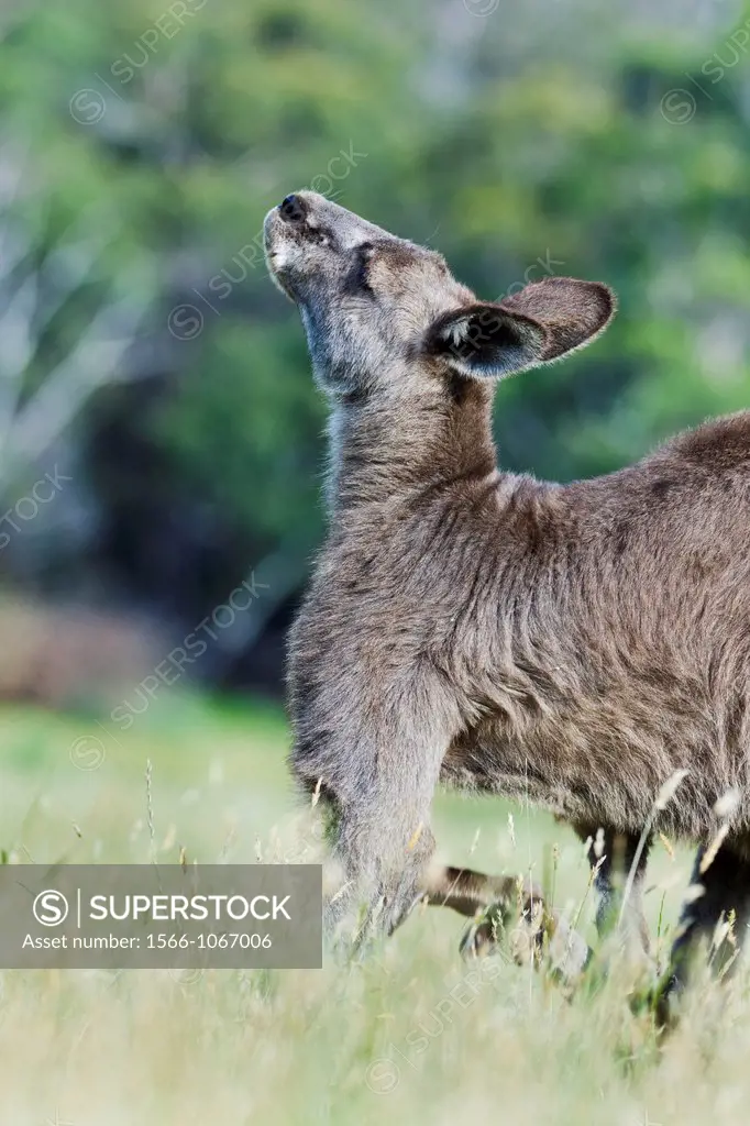 Eastern grey kangaroo Macropus giganteus, it is the second largest living marsupial and one of the icons of Australia The Eastern grey kangaroo is mai...