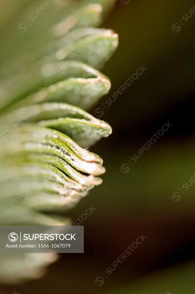 Dwarf palms, Chamaerops Humilis ´Vulcano´.