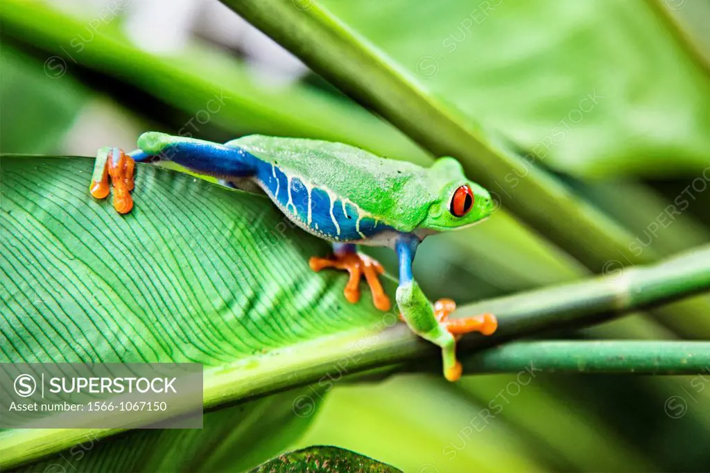 Red eyed tree frog Agalychnis callidryas perched on a tree leaf  Tortuguero National park, Limon province, Costa Rica.