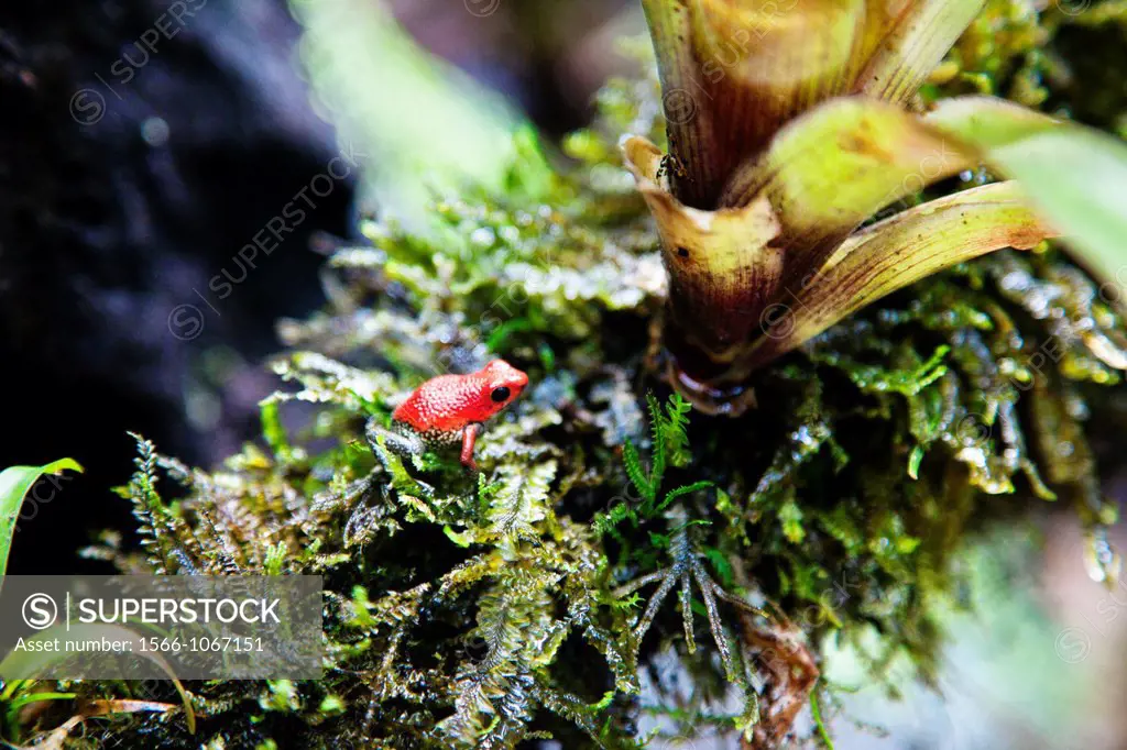 BLUE JEANS POISON DART FROG---Tropical Rain Forest, Costa Rica, Dendrobates pumilio  Also called the Strawberry Poison Dart Frog  2 5cm  Dendrobates p...