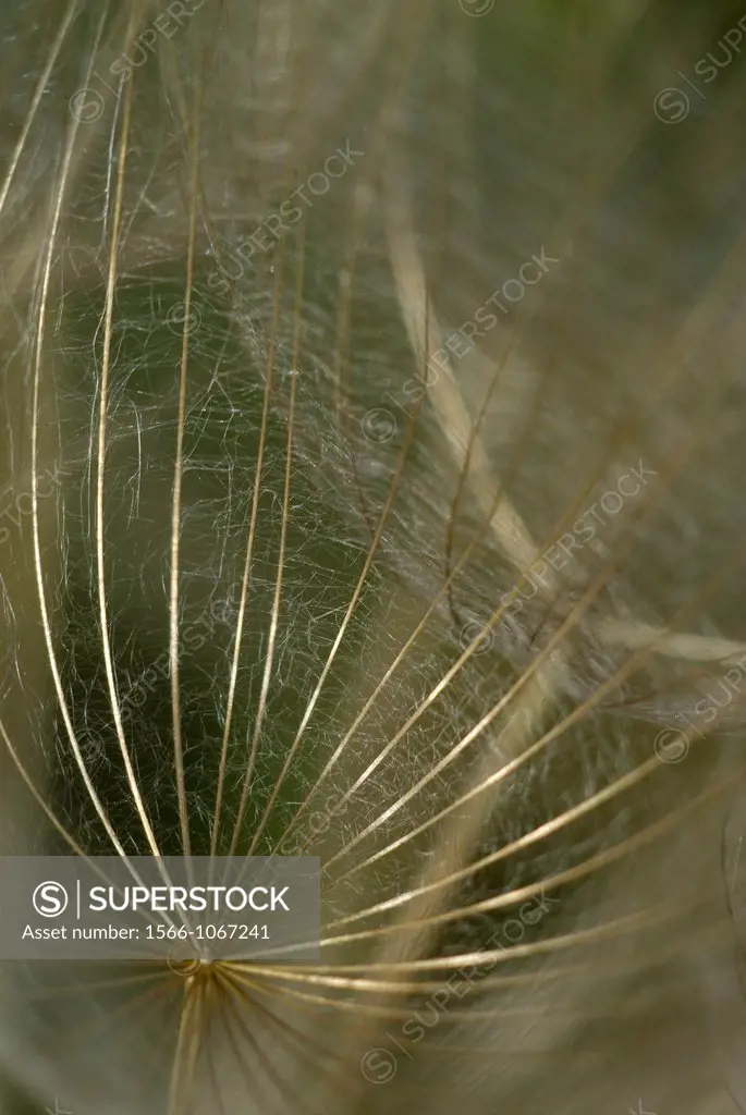 Tragopogon pratensis, Meadow Salsify, Cabruna Barba.