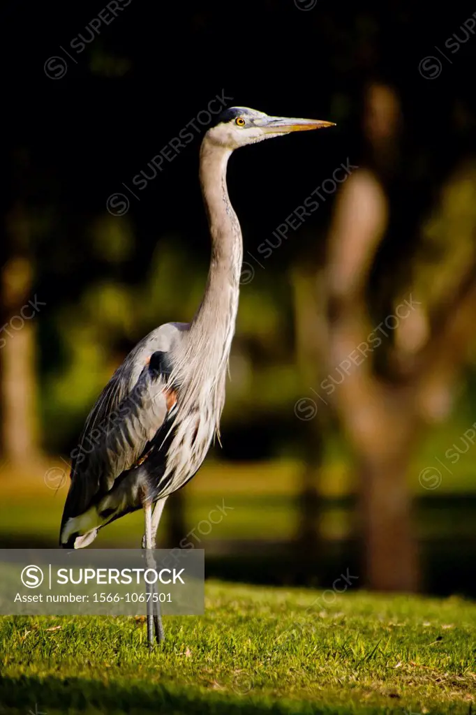 The Great Blue Heron Ardea herodias is a large wading bird in the heron family Ardeidae, common near the shores of open water and in wetlands over mos...
