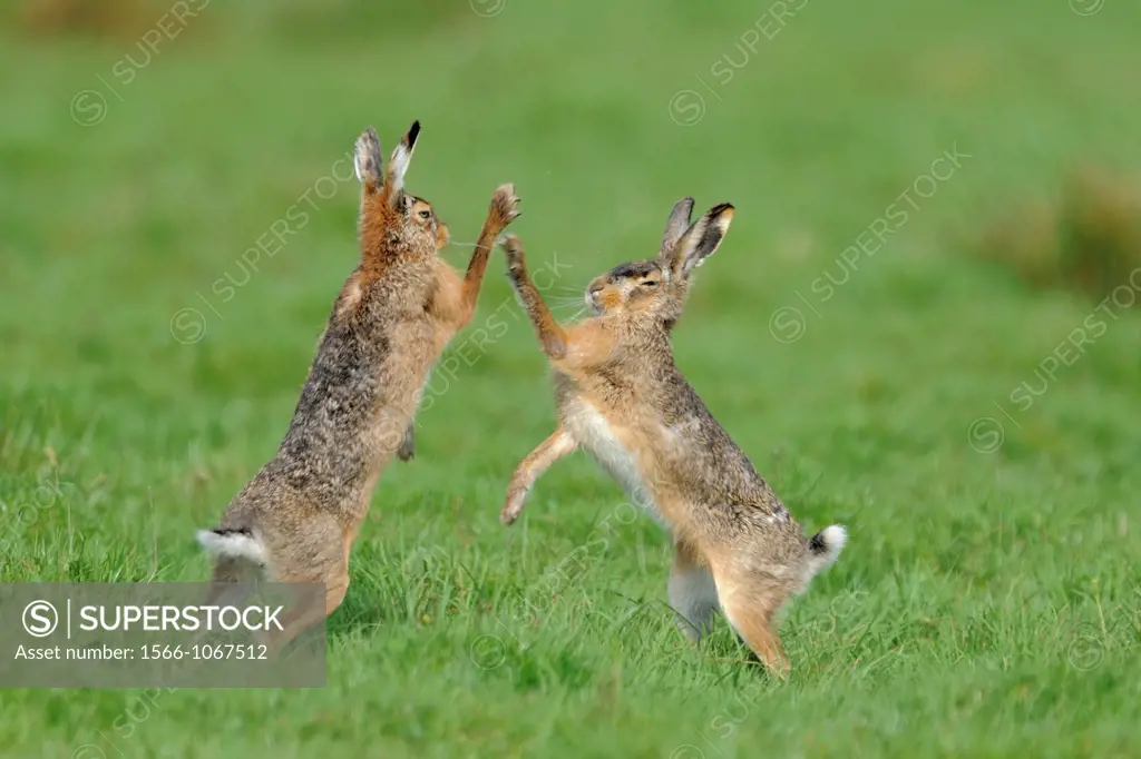 Fighting hares, Holland, Netherlands.