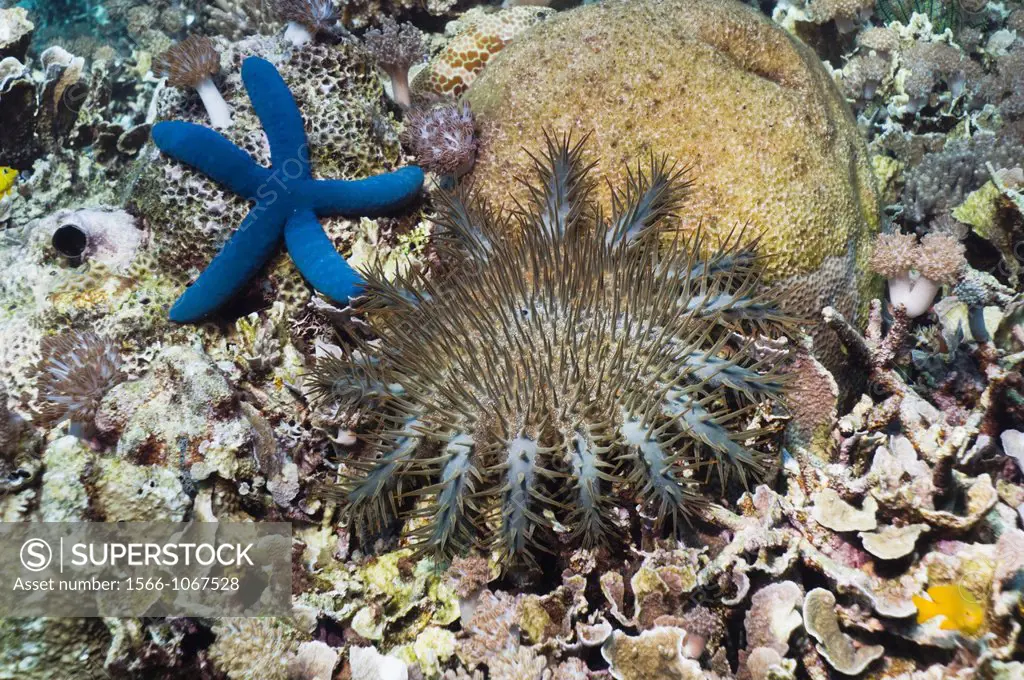 Crown-of-thorns starfish Acanthaster planci and Blue starfish Linckia laevigata on coral reef  Komodo National Park, Indonesia