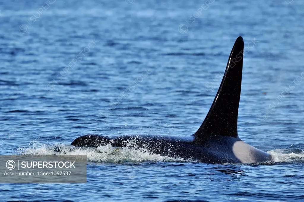 killer whale Orcinus orca Bull member of the Resident pod in its summer salmon feeding territory, Johnstone Strait, Vancouver Is , British Columbia, C...