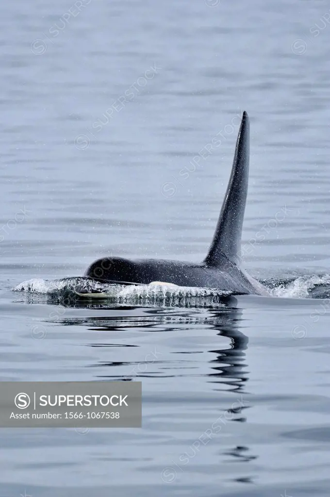 killer whale Orcinus orca Bull member of the Resident pod in its summer salmon feeding territory, Johnstone Strait, Vancouver Is , British Columbia, C...