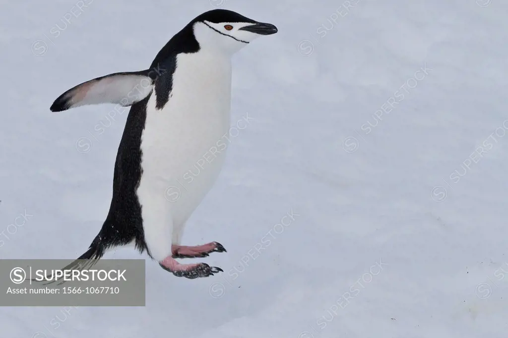 Chinstrap penguin Pygoscelis antarctica leaping at breeding colony at Half Moon Island, Antarctica, Southern Ocean