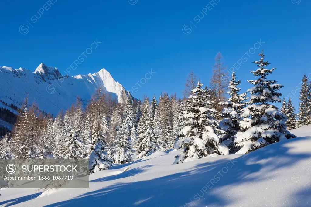 Valley Gaistal with snow during deep winter in Tyrol, Austria Mountain forest with snowed in trees with the Mieminger Crest and peak Hohe Wand as back...