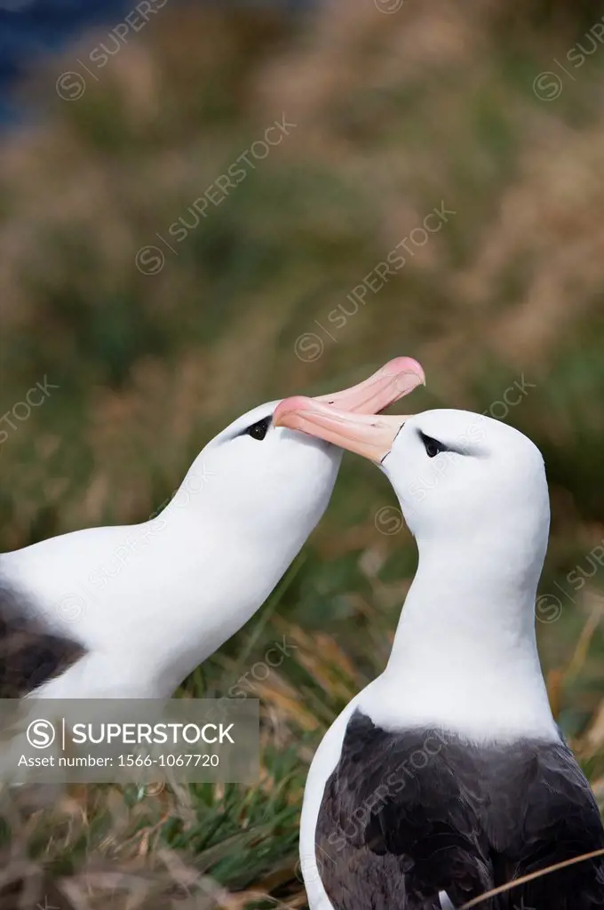 Courting Black-browed Albatross or Black-browed Mollymawk Diomedea melanophris, West Point, Falkland Island