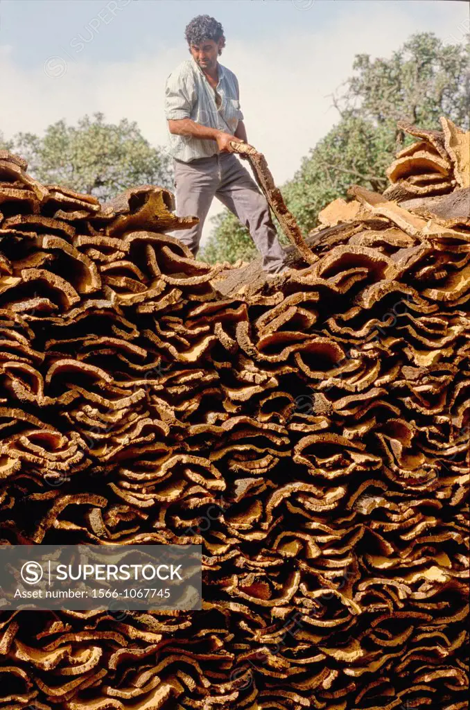Cork Harvest,Tarifa Cadiz, Andalucia