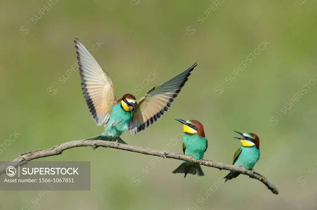 Three European bee-eaters (Merops apiaster) on a twig. Bulgaria 