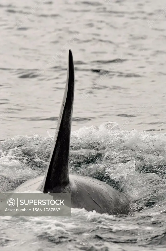 Killer whale Orcinus orca Transient individual hunting along the Inside Passage coastline, Johnstone Strait, Vancouver Is, British Columbia, Canada
