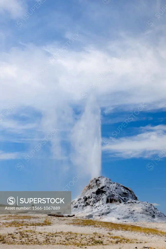 White Dome Geyser erupting on the Firehole Lake Drive, Yellowstone NP, Wyoming, USA