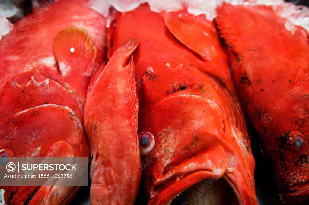 Red Snappers on display in a beach restaurant in Mirissa, Sri Lanka