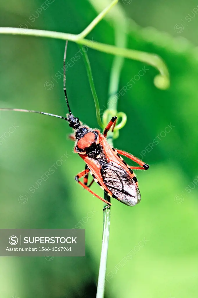 Red Assassin Bug, Rhynocoris iracundus  Aggressive hunter, the bug uses it´s long beak to attack its prey an injects a toxin which liquifies the victi...