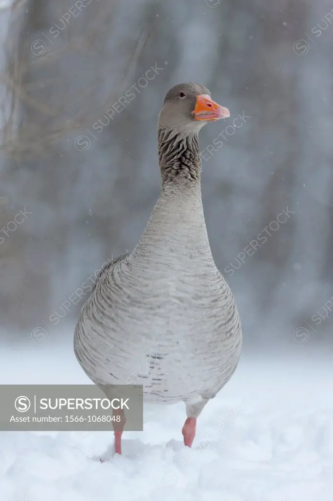 Greyleg Goose Anser anser during winter, snowfall and in deep snow, Germany The Greylag Goose is originally a migratory bird, but some local populatio...