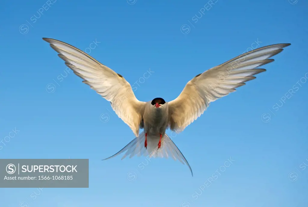 Arctic tern (Sterna paradisea) in flight. Northern Germany 