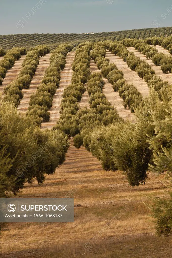 Spain, Andalucia Region, Jaen Province, Jaen-area, olive trees