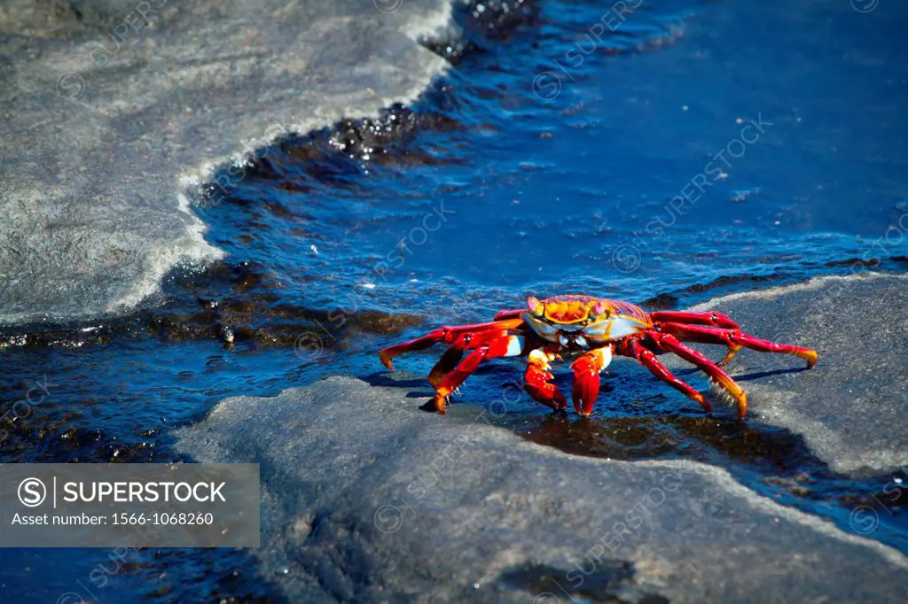 Sally Lightfoot Crab, Galapagos Islands.