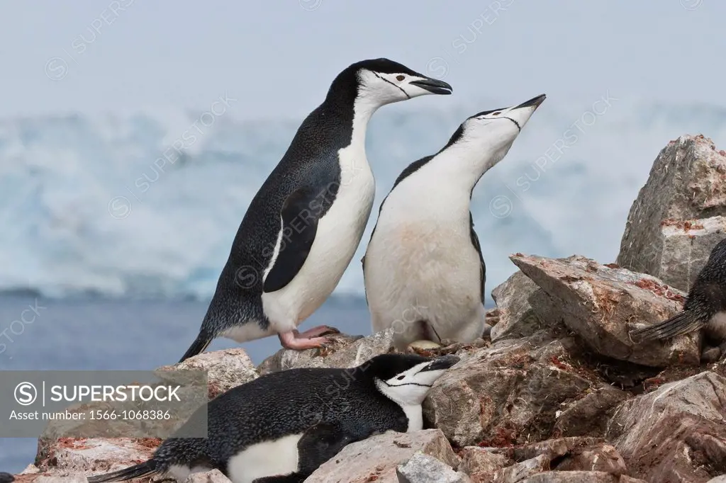 Adult chinstrap penguin Pygoscelis antarctica courtship display at breeding colony at Half Moon Island, Antarctica, Southern Ocean