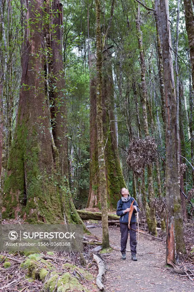 Eucalyptus regnans, known by the common names Mountain Ash, Victorian Ash, Swamp Gum, Tasmanian Oak or Stringy Gum in Mount Field National Park, Austr...
