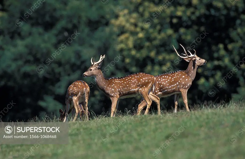 Axis Deer, axis axis, Male standing on Grass
