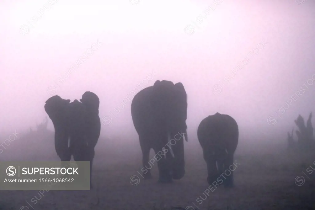 African elephants rushing up to the photographer in morning mist. Masai Maa. Kenya.