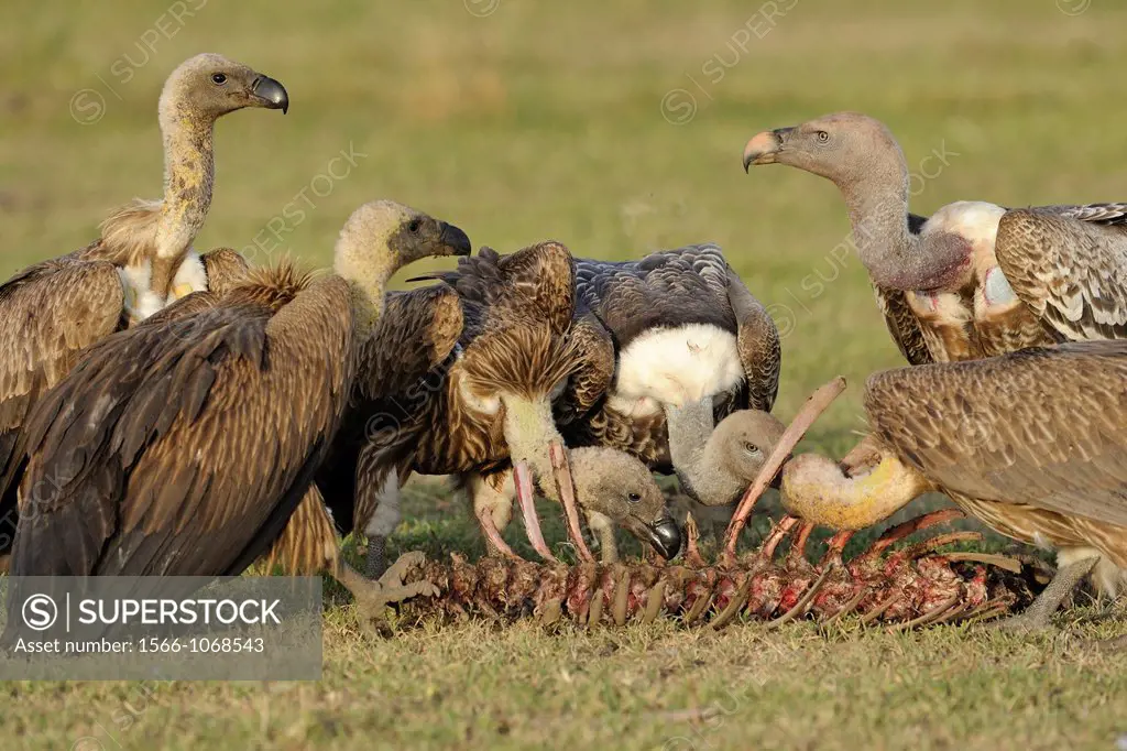 White-backed vultures (Gyps africanus) and Rueppell´s griffon vultures (Gyps ruepellii) at the rest of a carcass, nature, birds, Serengeti, Tanzani