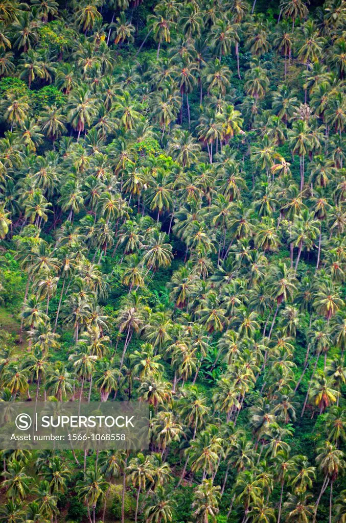 Coconut grove, Taipivai, Nuku Hiva, Marquesas Islands, French Polynesia