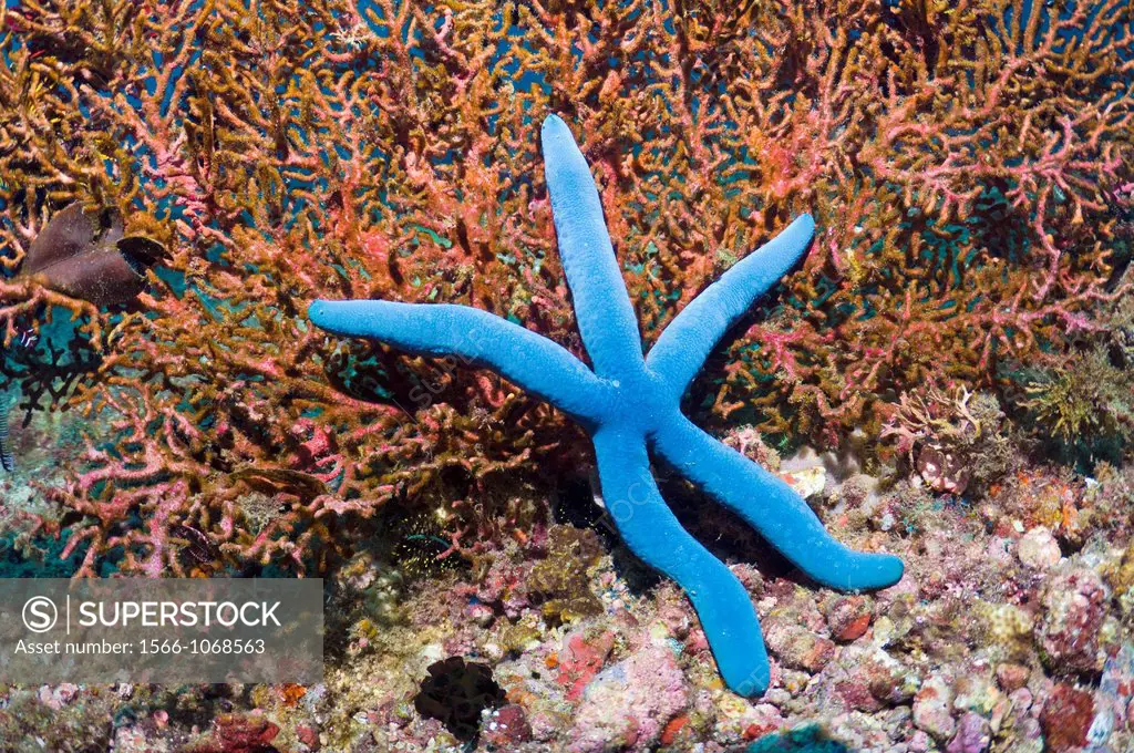 Blue starfish Laevigata linckia leaning on gorgonian  Philippines  Indo-Pacific