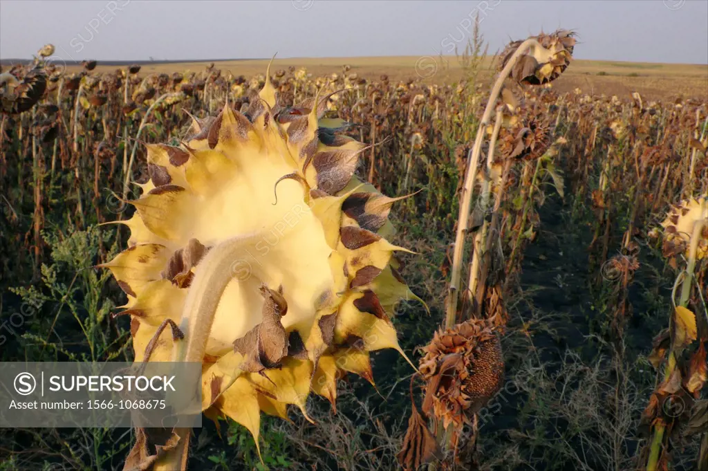 global warming resulting in failed crop sunflower production in southern bulgaria