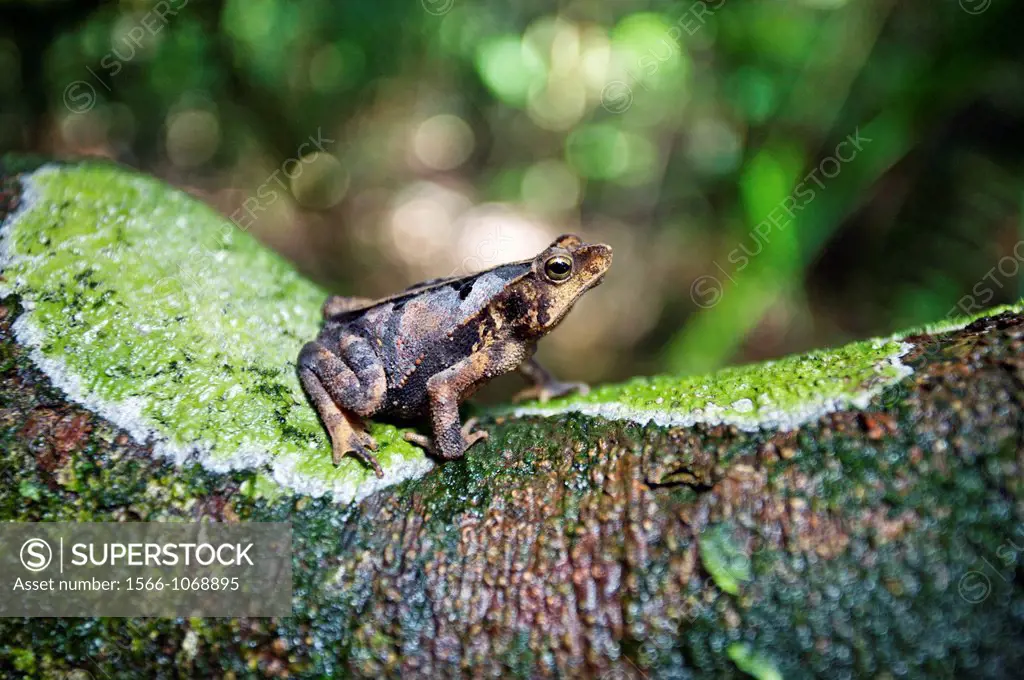 Foliage frog frog with the shape of a leaf, Area of Manaquiri  River Solimoes the Amazon river, Amazonas state, Brazil