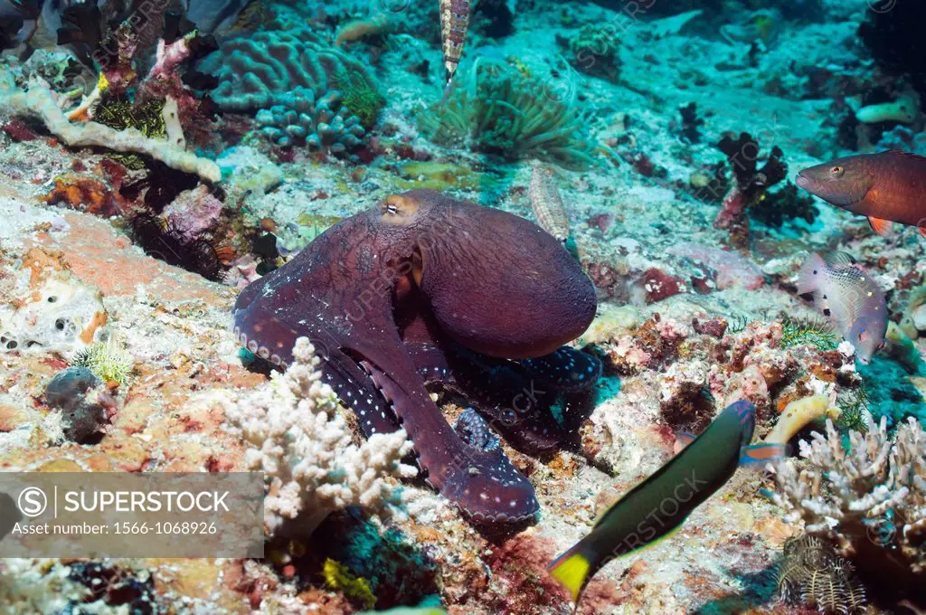 Day octopus Octopus cyanea hunting on coral reef, closely watched by some wrasses who are hoping to catch escapees  Komodo National Park, Indonesia