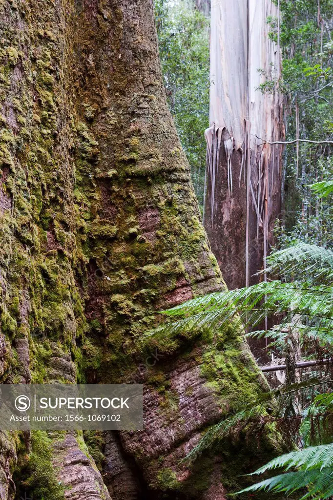 Eucalyptus regnans, known by the common names Mountain Ash, Victorian Ash, Swamp Gum, Tasmanian Oak or Stringy Gum in Mount Field National Park, Austr...