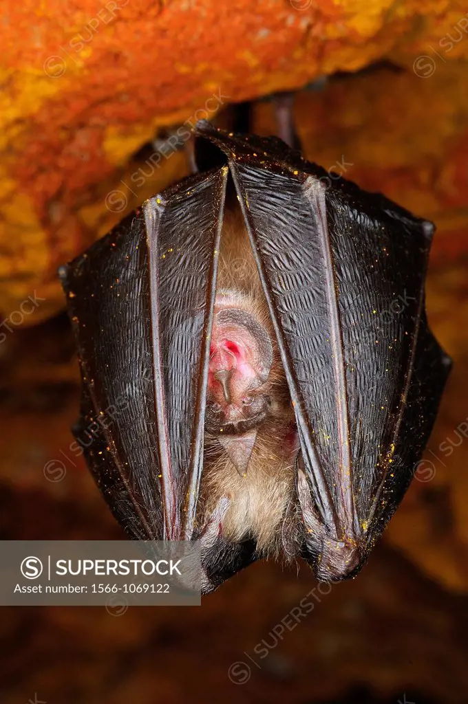 Lesser Horseshoe Bat Rhinolophus hipposideros Extremadura, Spain