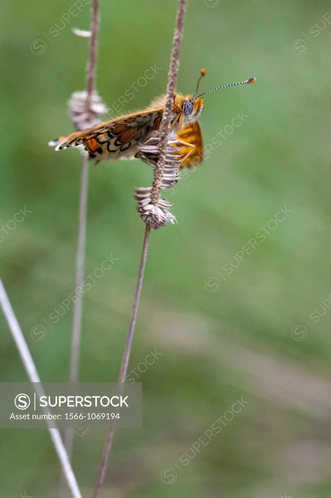 Melitaea parthenoides butterfly