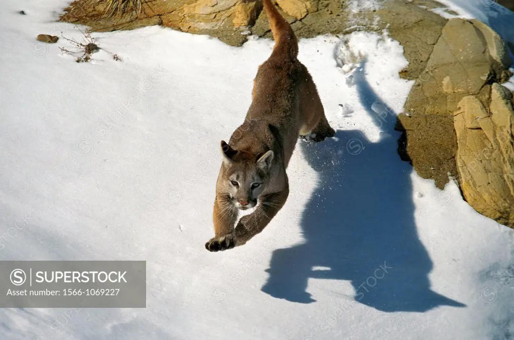 Cougar, puma concolor, Adult Jumping in Snow, Montana