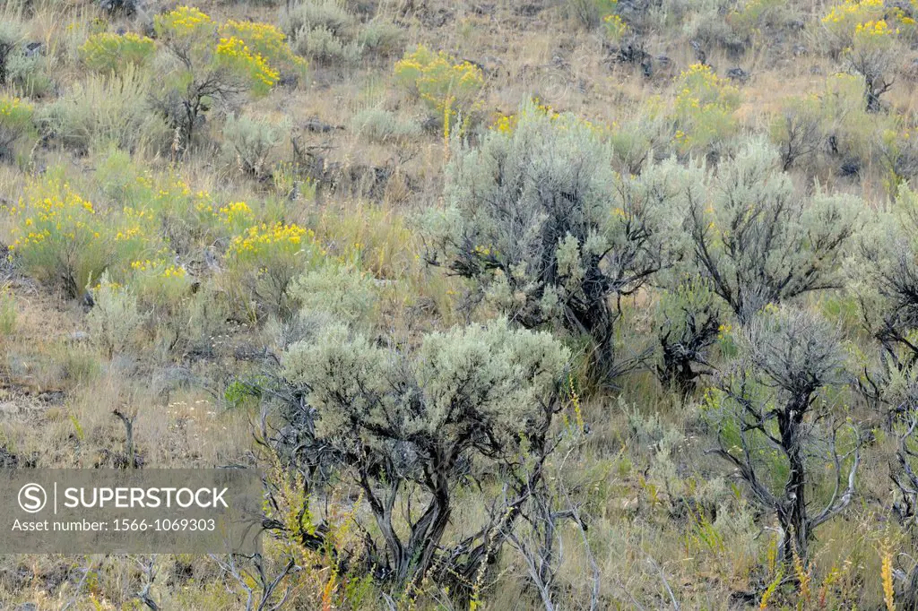 Sage and flowering Rabbitbrush, Yellowstone NP, Wyoming, USA