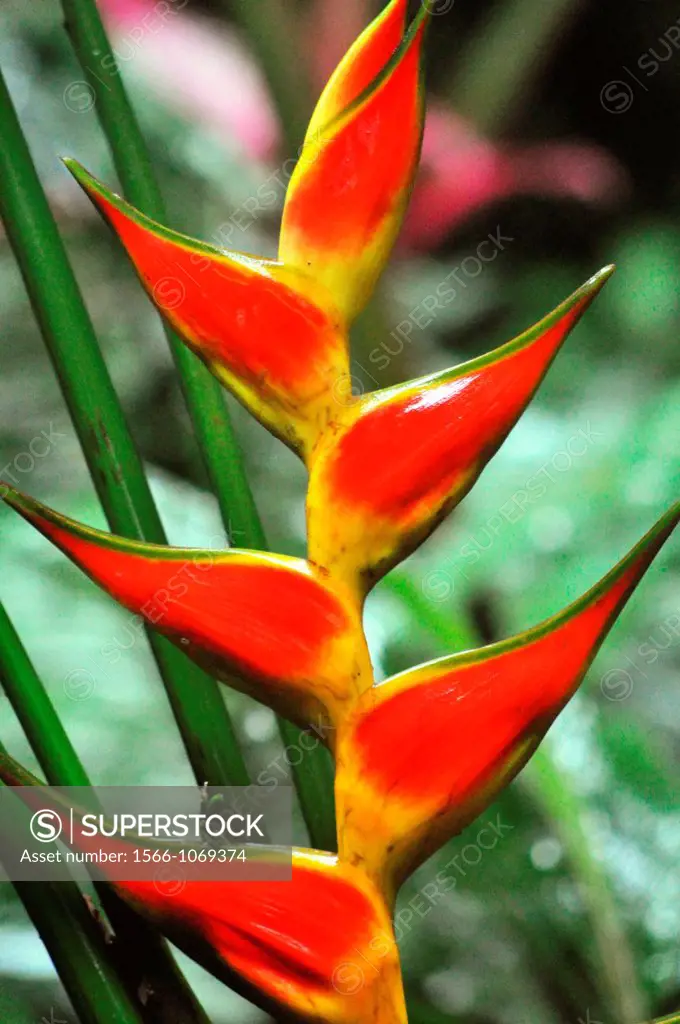 Sarapiquí Costa Rica: Heliconia plant    
