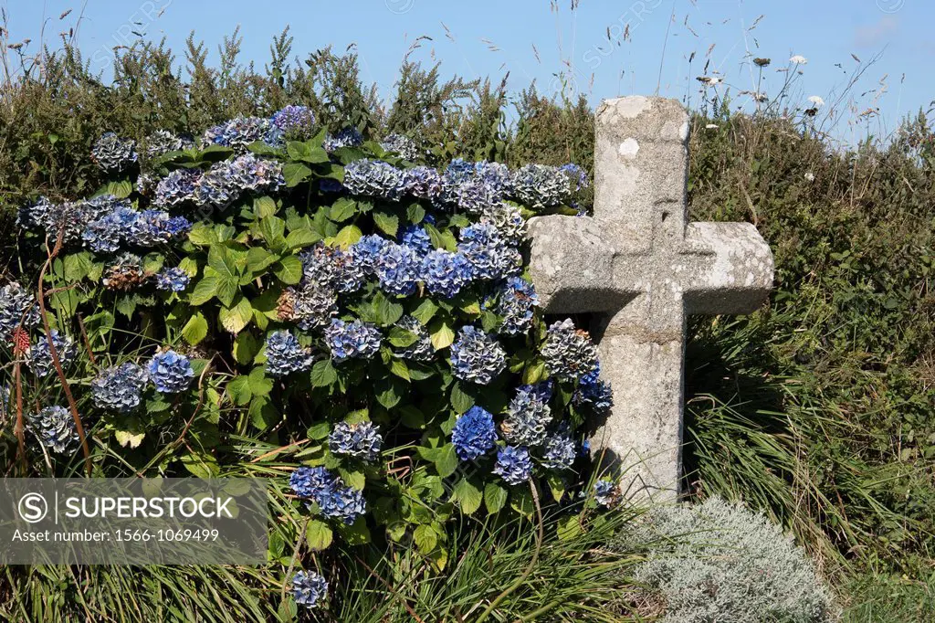 Calvary and hydrangeas in Northern Finistère, Brittany, France