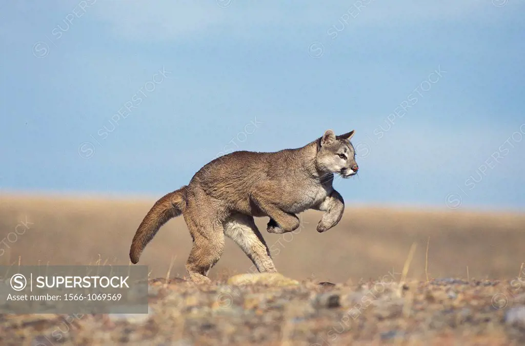 Cougar, puma concolor, Adult running, Montana