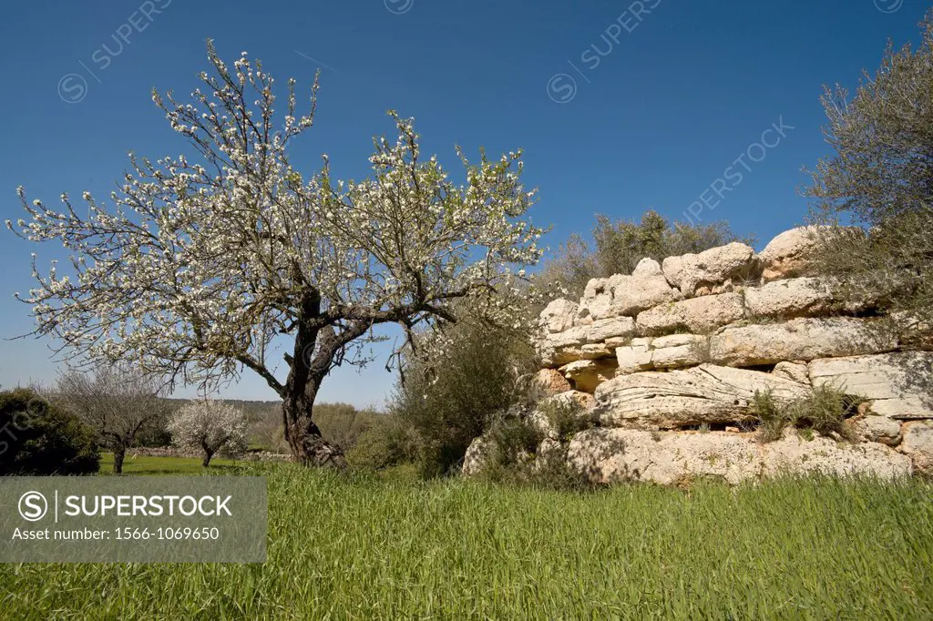 Sa Canova de Morell Talaiot. Clova de´s Xot, shell lamb, Talayotic period 1300-123 BC, Arta, County Llevant, Majorca, Balearic Islands, Spain