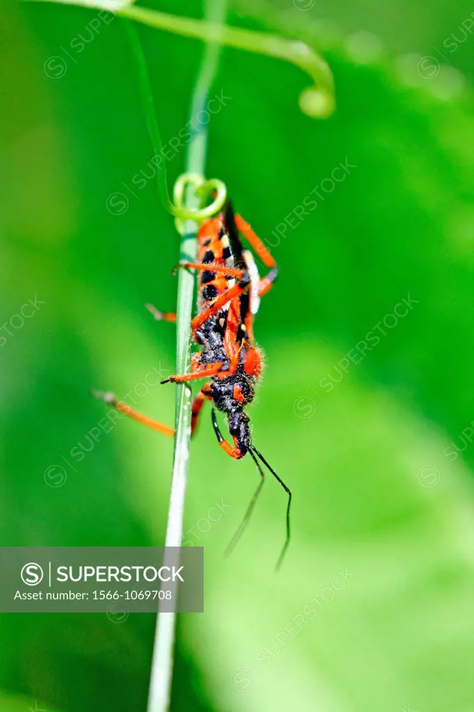 Red Assassin Bug, Rhynocoris iracundus  Aggressive hunter, the bug uses it´s long beak to attack its prey an injects a toxin which liquifies the victi...