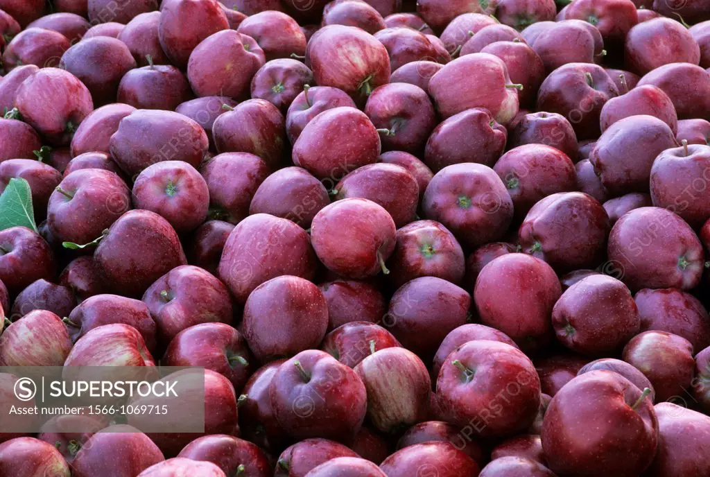 Red delicious apples, Chelan County, Washington